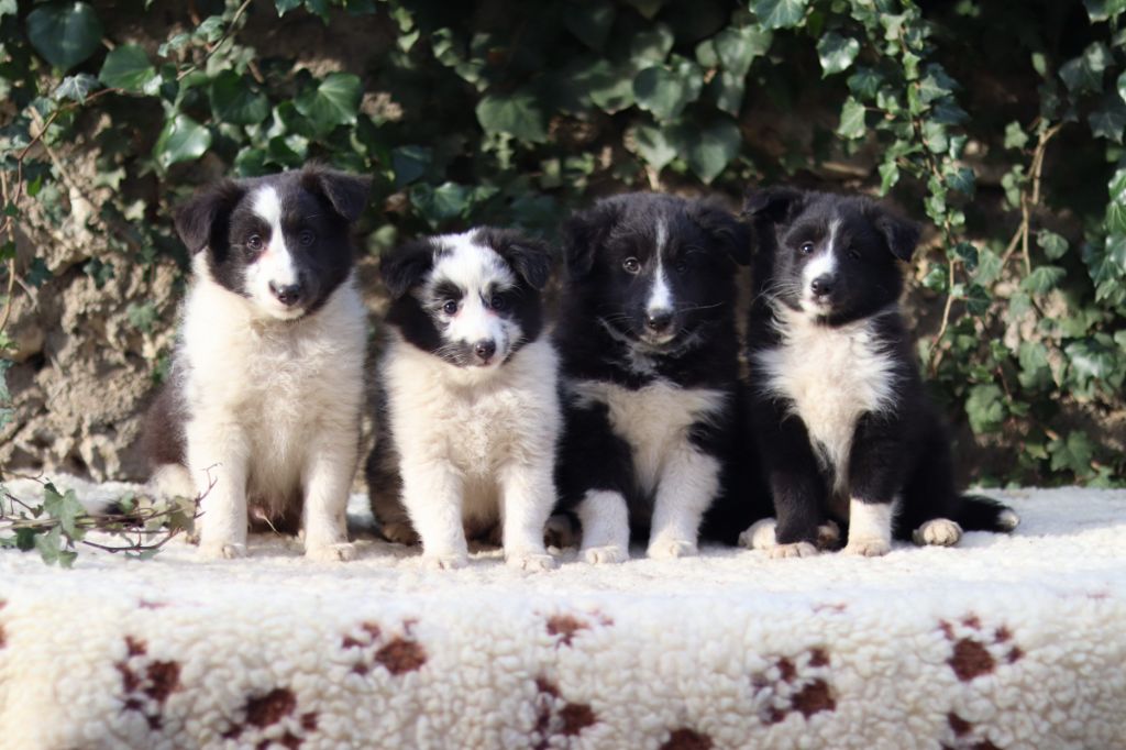 chiot Shetland Sheepdog Du vent des moissons