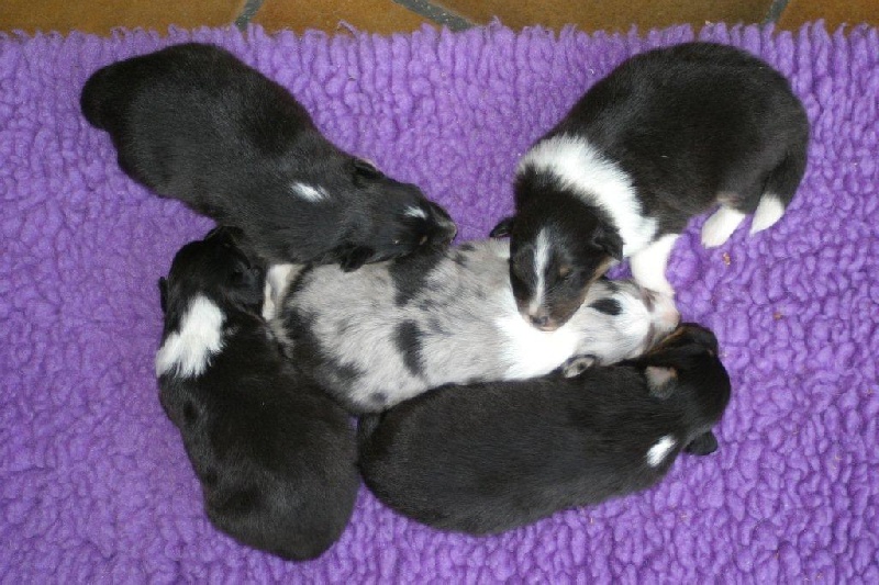 Du vent des moissons - Shetland Sheepdog - Portée née le 13/06/2011