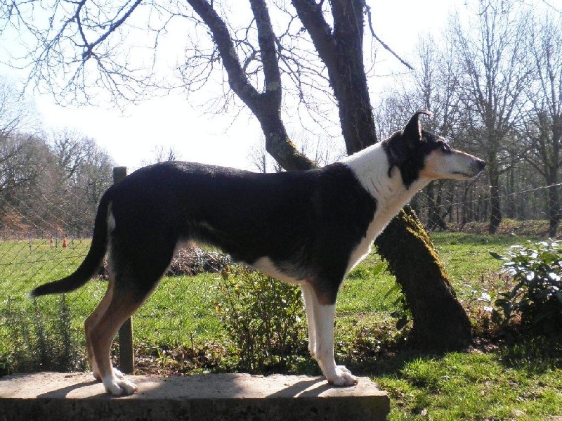 CH. Camaïl Du vent des moissons