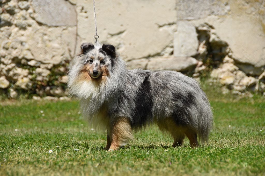 CH. Rumplestiltskin Du vent des moissons