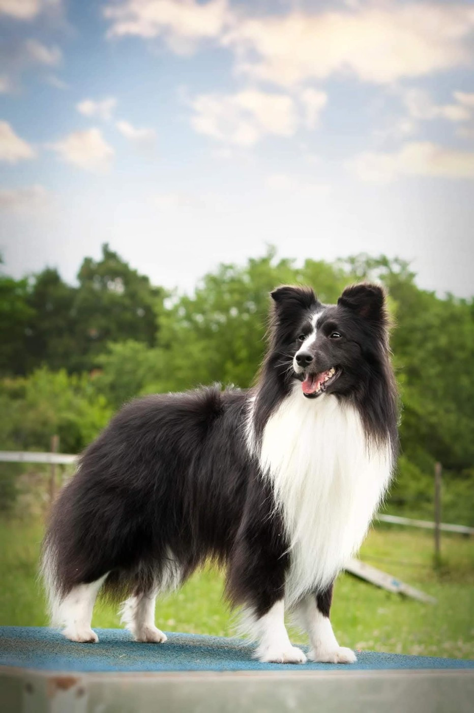 Azulian Be My Forever