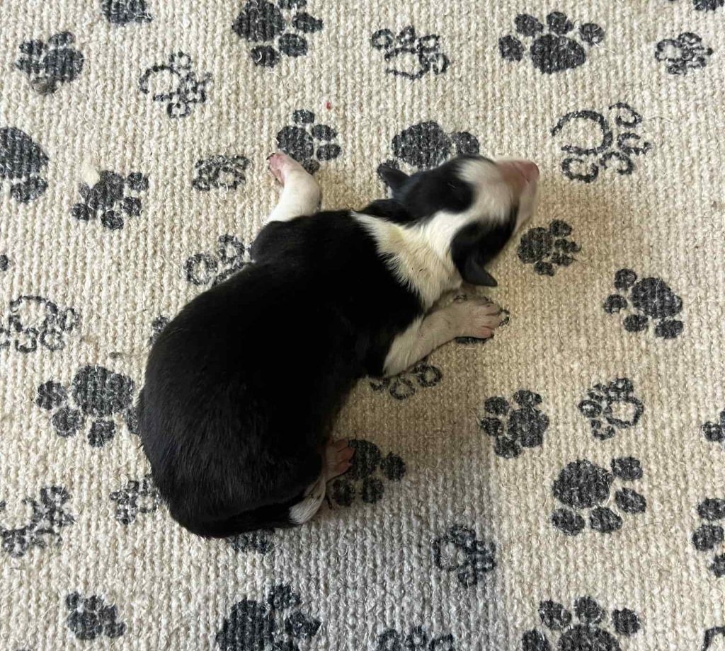 Du vent des moissons - Chiots disponibles - Border Collie
