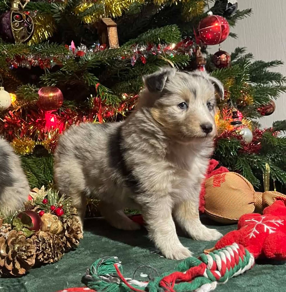 Du vent des moissons - Chiots disponibles - Shetland Sheepdog