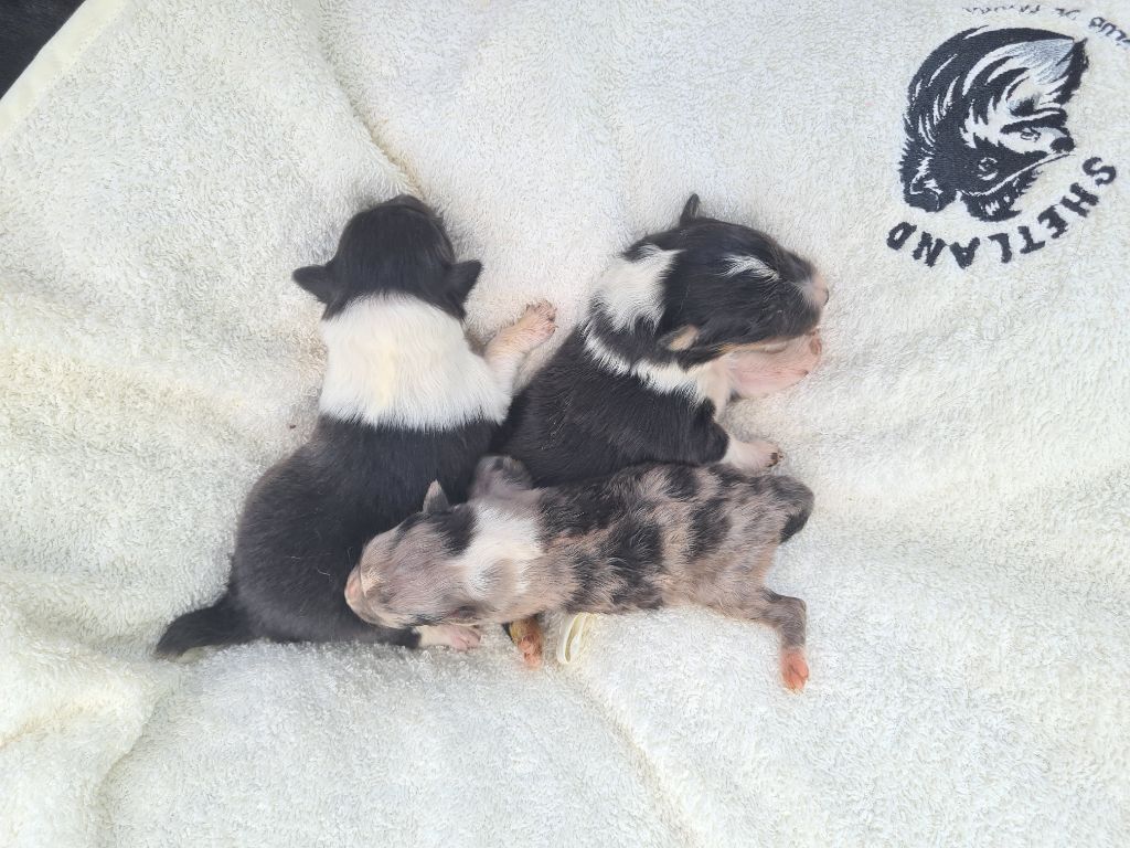 Du vent des moissons - Shetland Sheepdog - Portée née le 17/06/2025