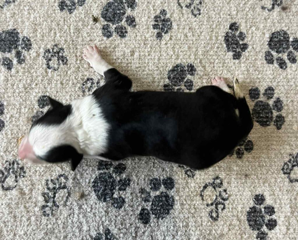 Du vent des moissons - Chiots disponibles - Border Collie