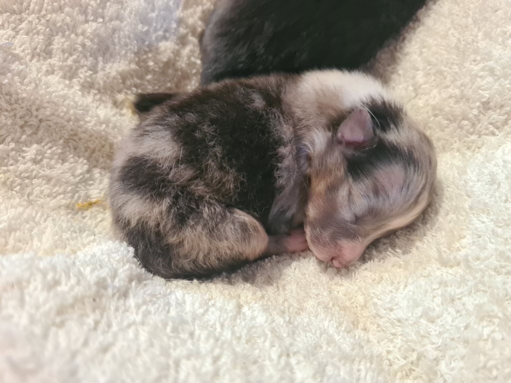 Du vent des moissons - Chiots disponibles - Shetland Sheepdog