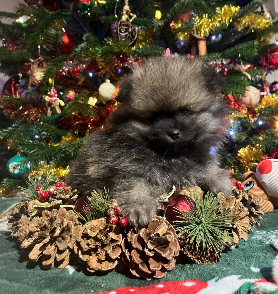 Du vent des moissons - Chiots disponibles - Spitz allemand