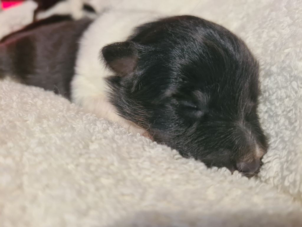 Du vent des moissons - Chiots disponibles - Shetland Sheepdog