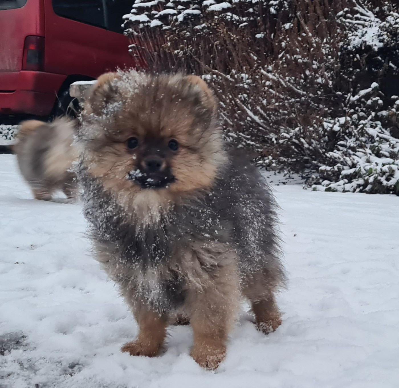 Du vent des moissons - Chiots disponibles - Spitz allemand