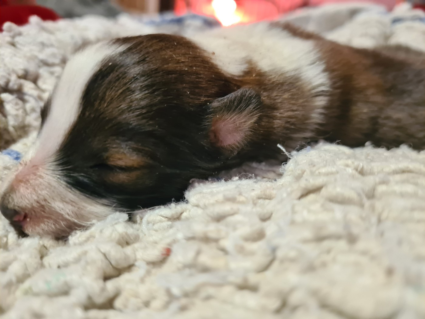 Du vent des moissons - Shetland Sheepdog - Portée née le 15/01/2026