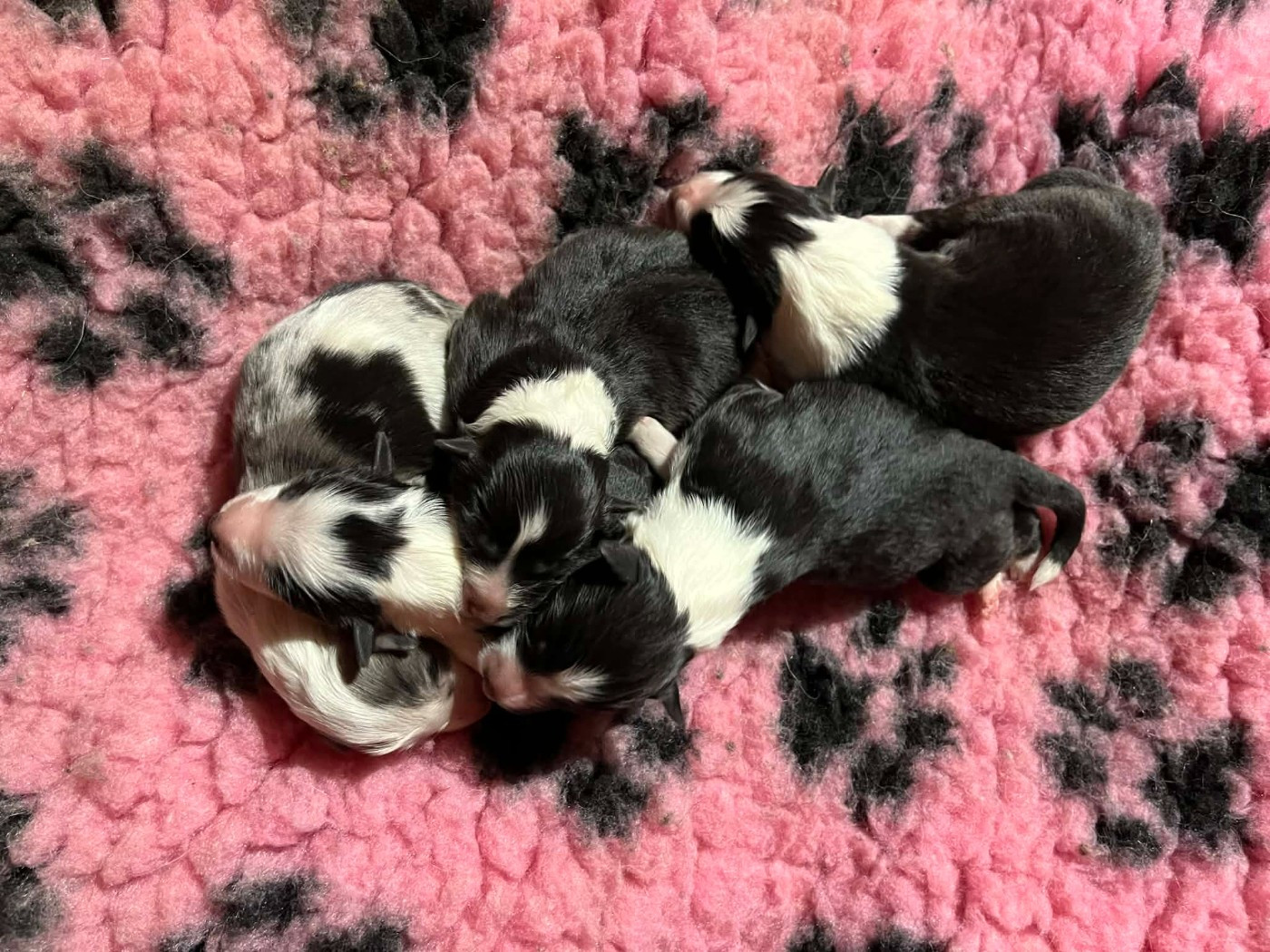 Chiot Shetland Sheepdog Du vent des moissons