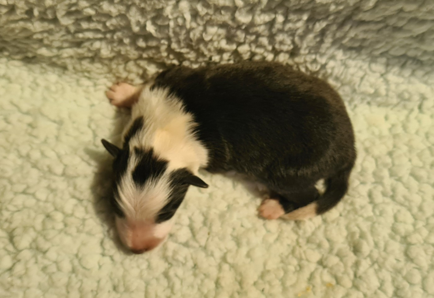 Du vent des moissons - Chiots disponibles - Shetland Sheepdog