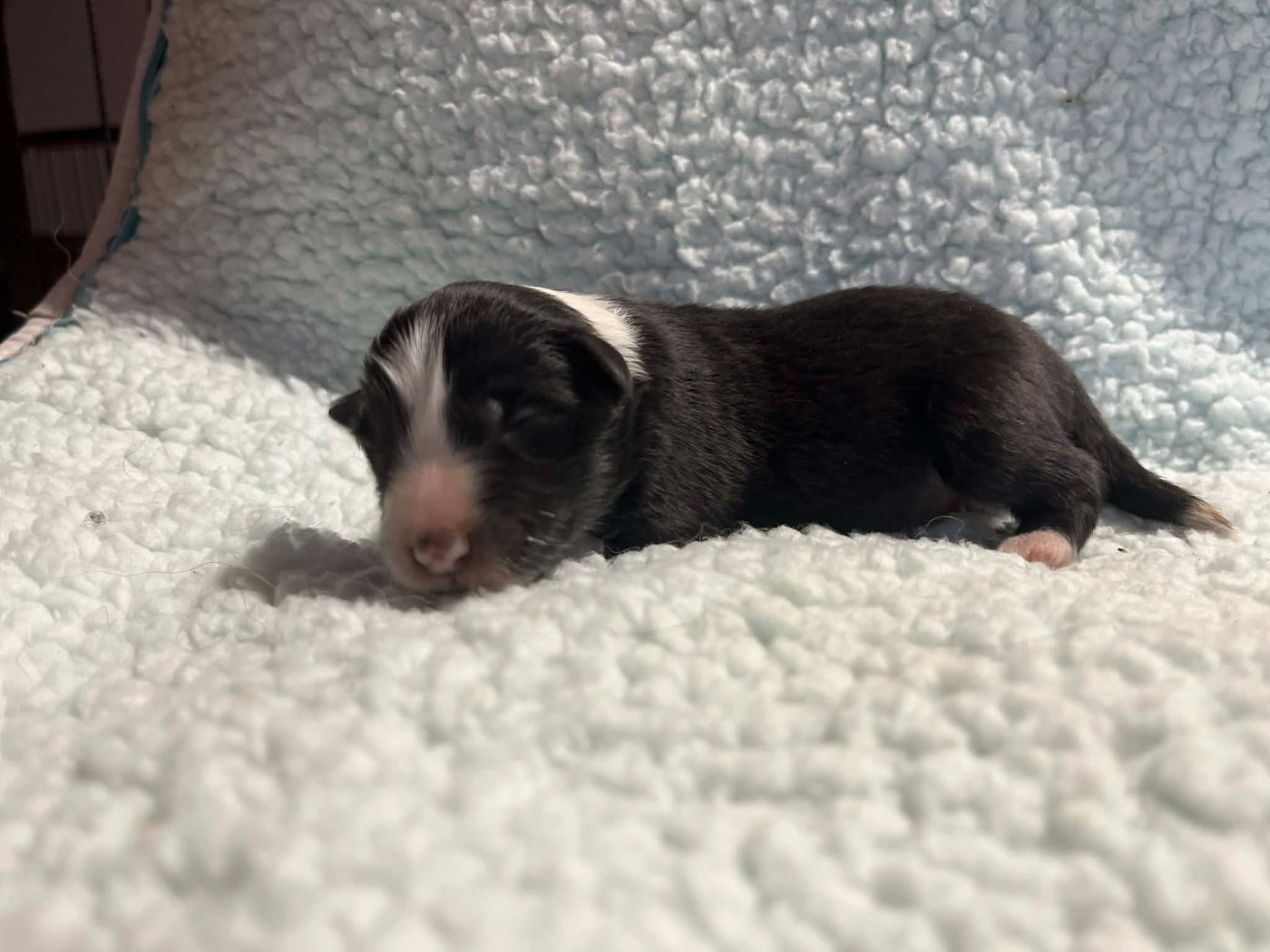 Du vent des moissons - Chiots disponibles - Shetland Sheepdog