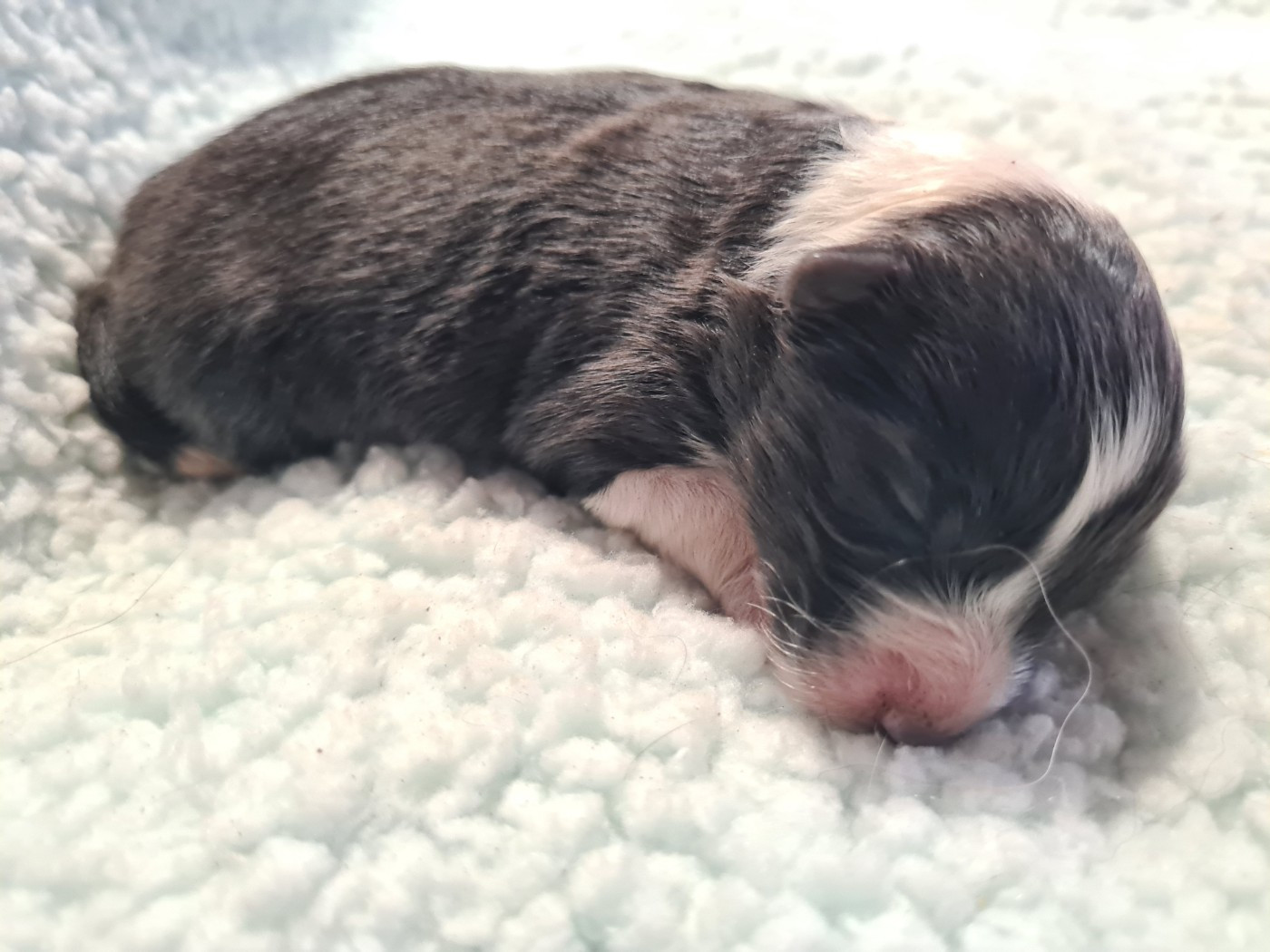 Du vent des moissons - Chiots disponibles - Shetland Sheepdog