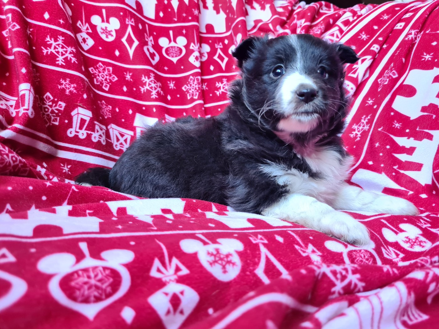 Du vent des moissons - Chiots disponibles - Shetland Sheepdog