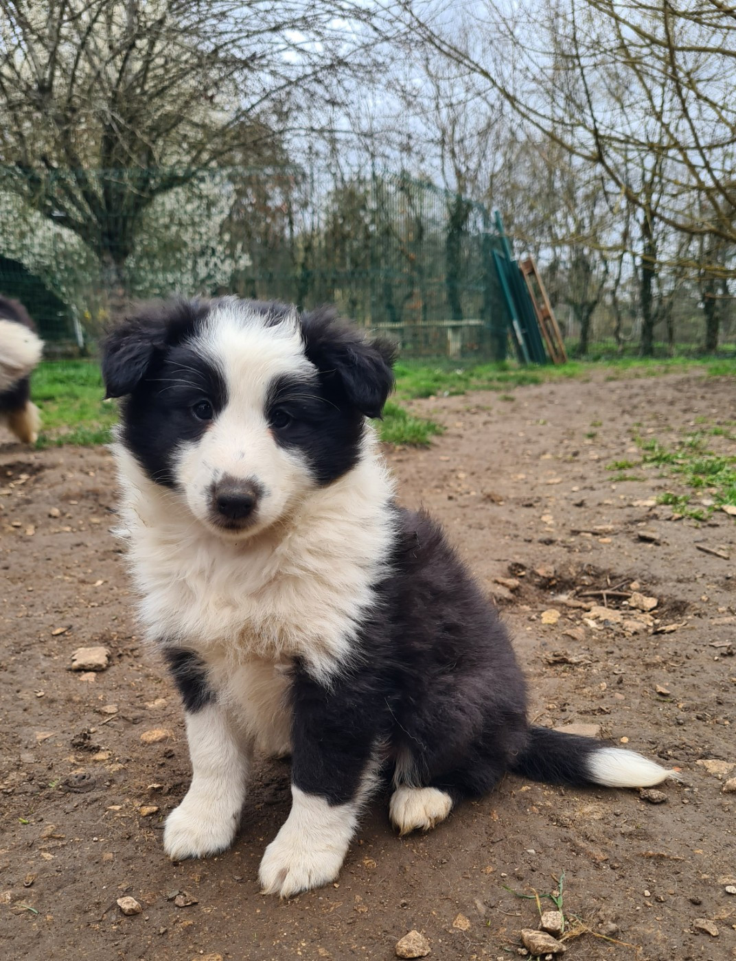 Du vent des moissons - Chiots disponibles - Shetland Sheepdog