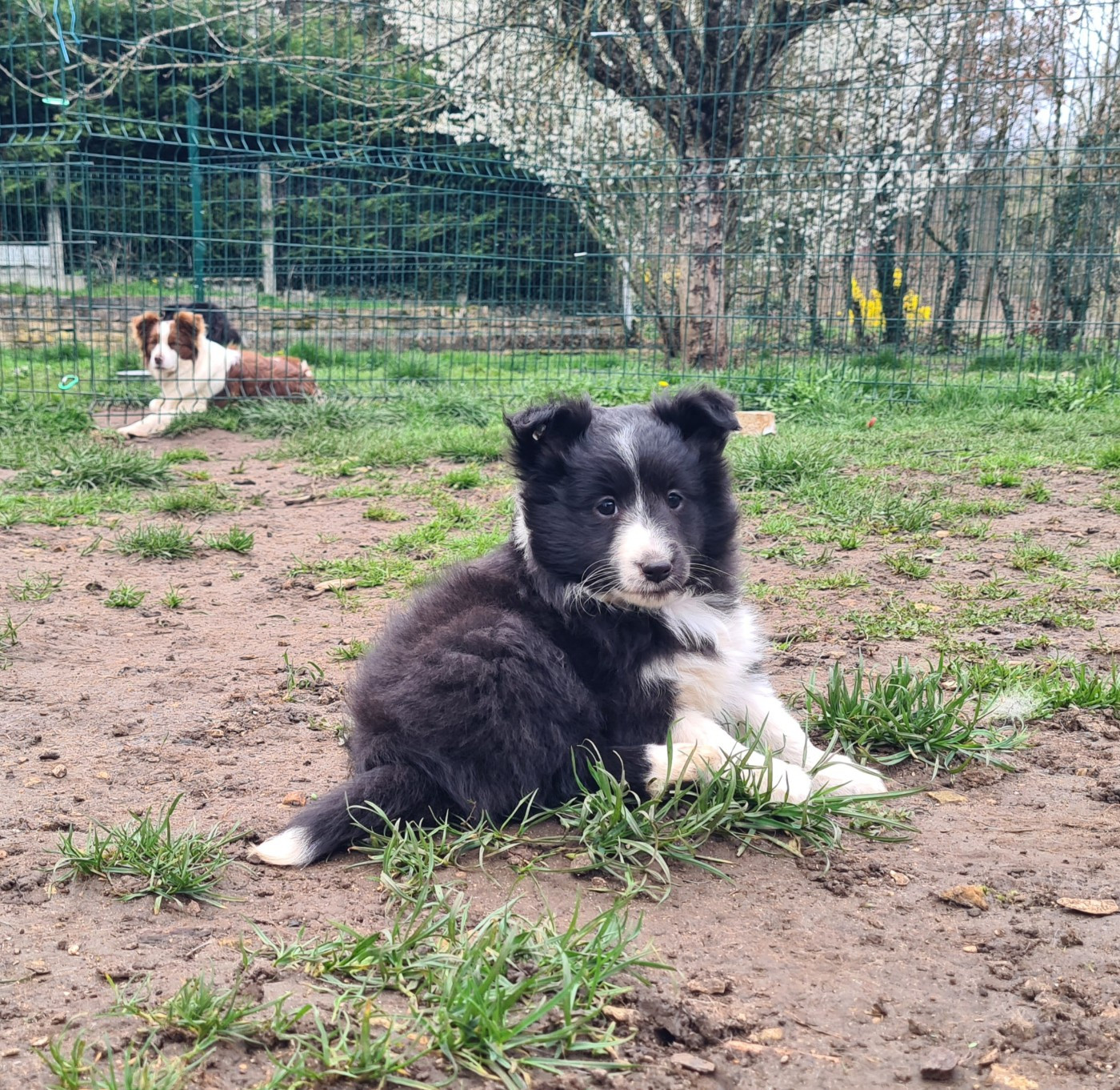 Du vent des moissons - Chiots disponibles - Shetland Sheepdog
