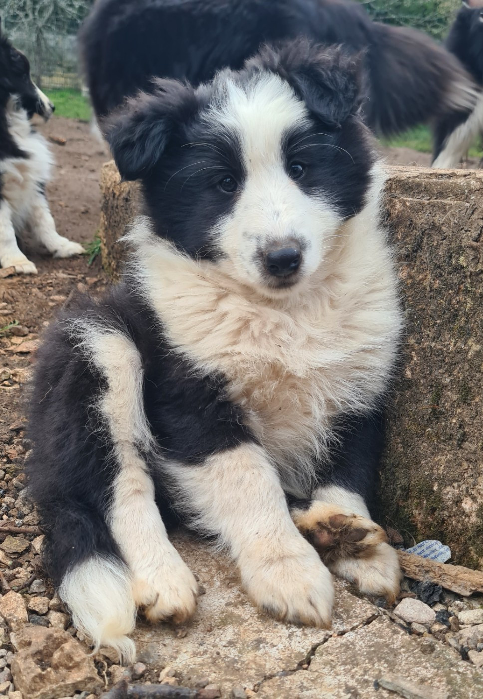 Du vent des moissons - Chiots disponibles - Shetland Sheepdog