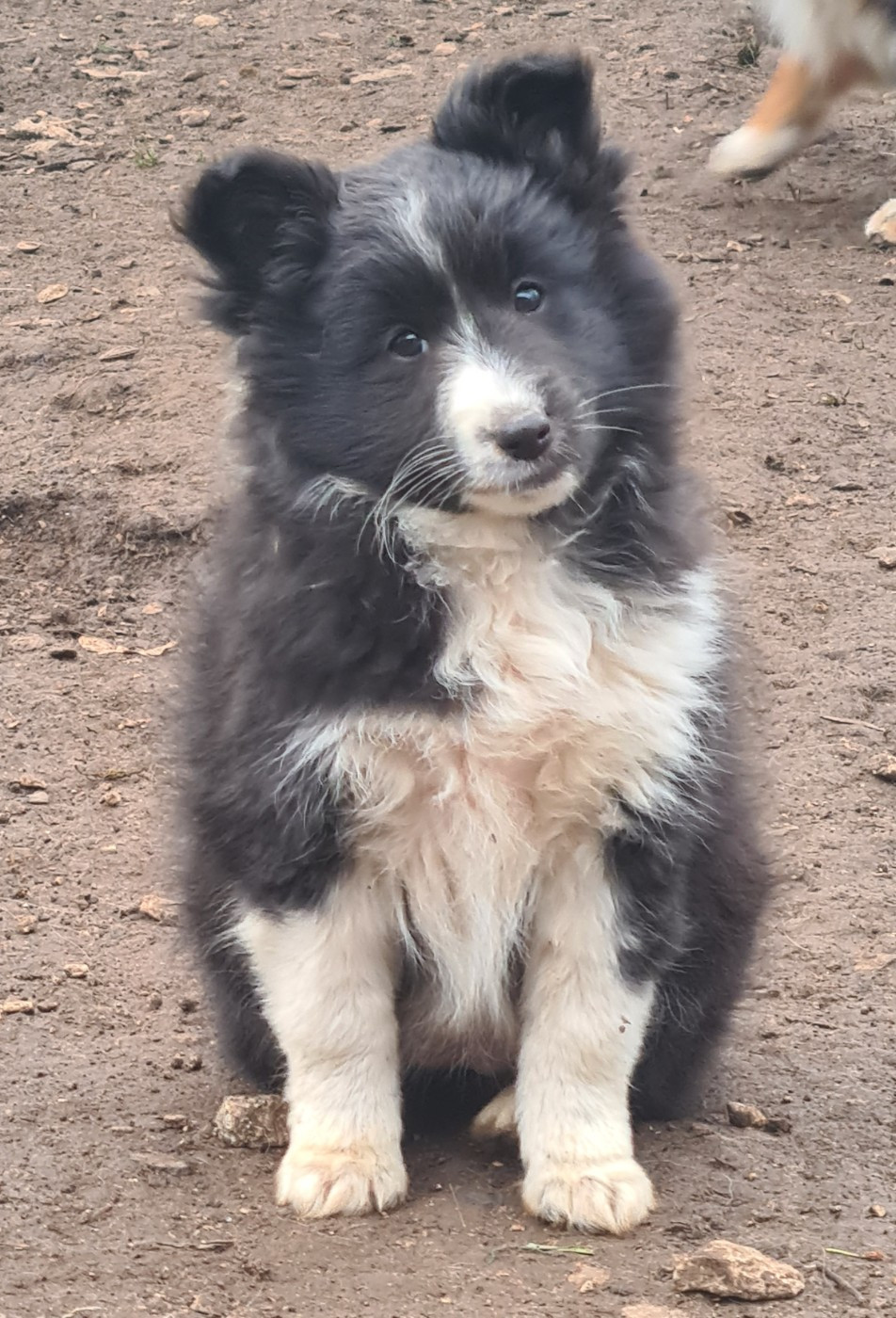 Du vent des moissons - Chiots disponibles - Shetland Sheepdog