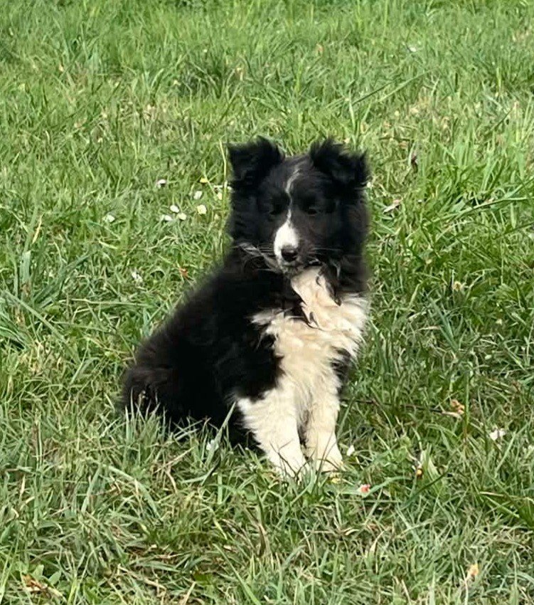 Du vent des moissons - Chiots disponibles - Shetland Sheepdog