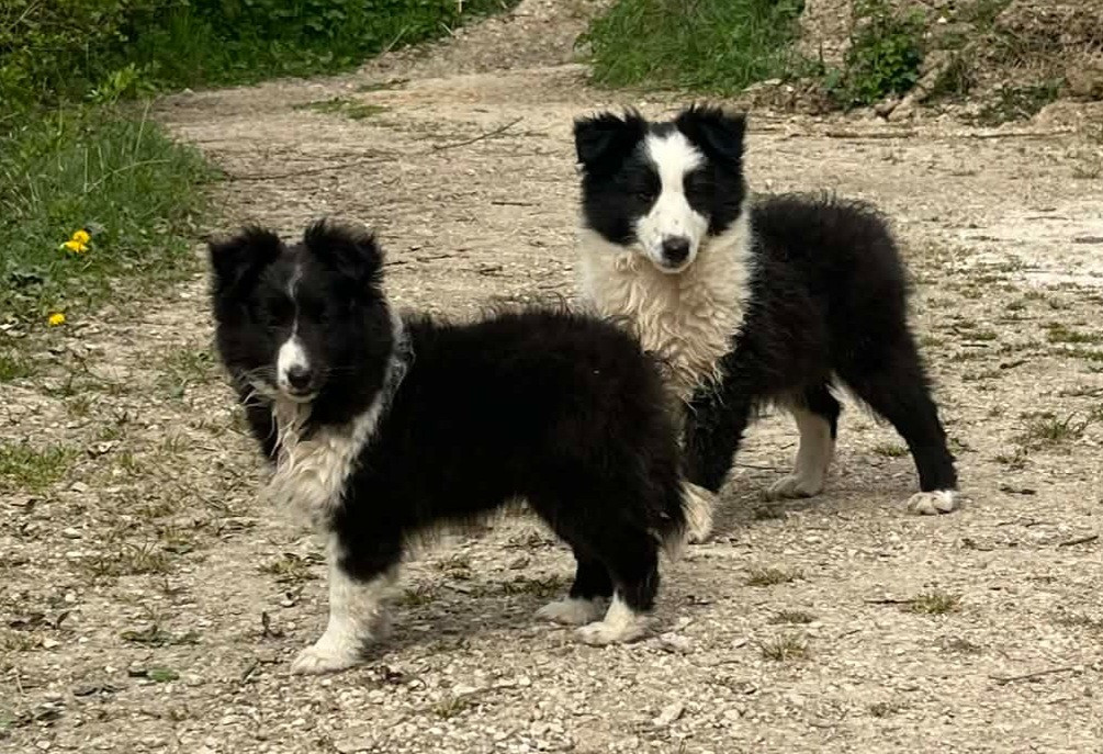 Chiot Shetland Sheepdog Du vent des moissons