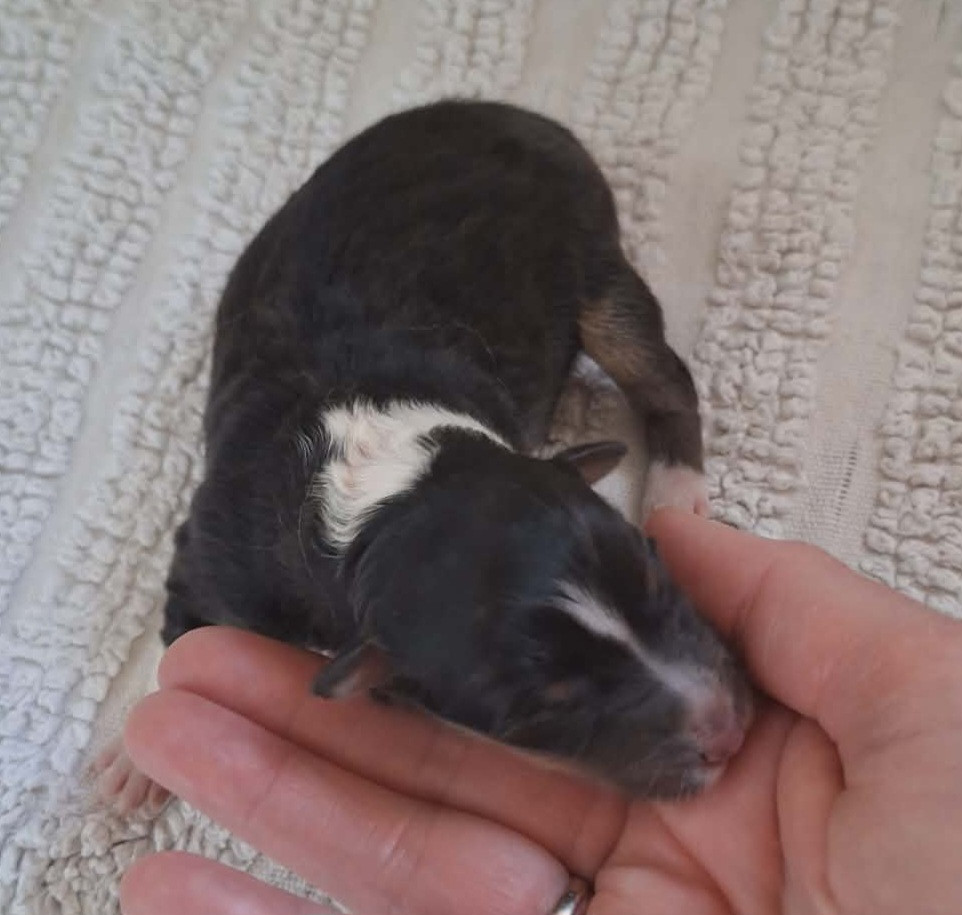 Du vent des moissons - Chiots disponibles - Shetland Sheepdog