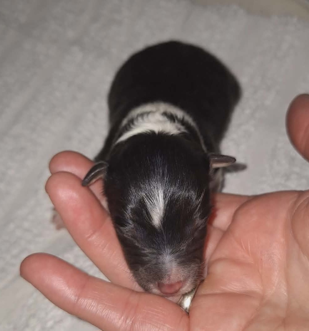 Du vent des moissons - Chiots disponibles - Shetland Sheepdog