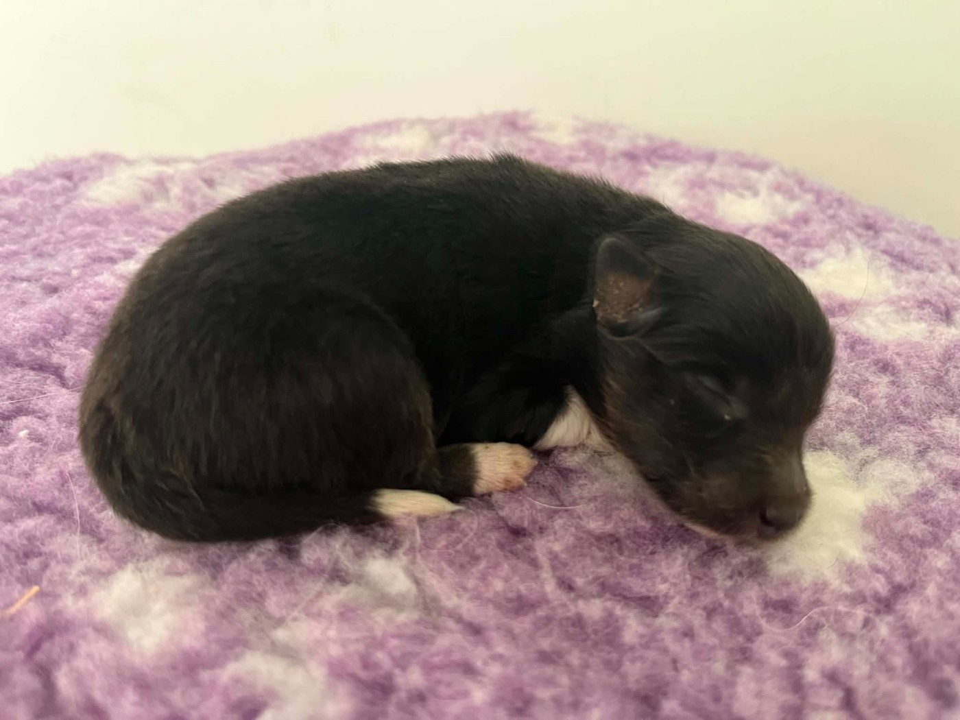 Du vent des moissons - Chiots disponibles - Shetland Sheepdog