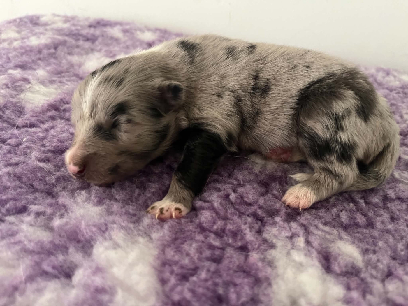 Du vent des moissons - Chiots disponibles - Shetland Sheepdog