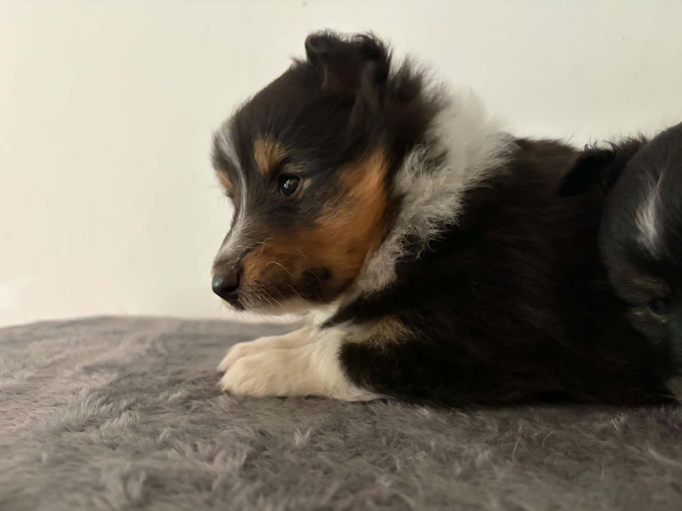 Du vent des moissons - Chiots disponibles - Shetland Sheepdog