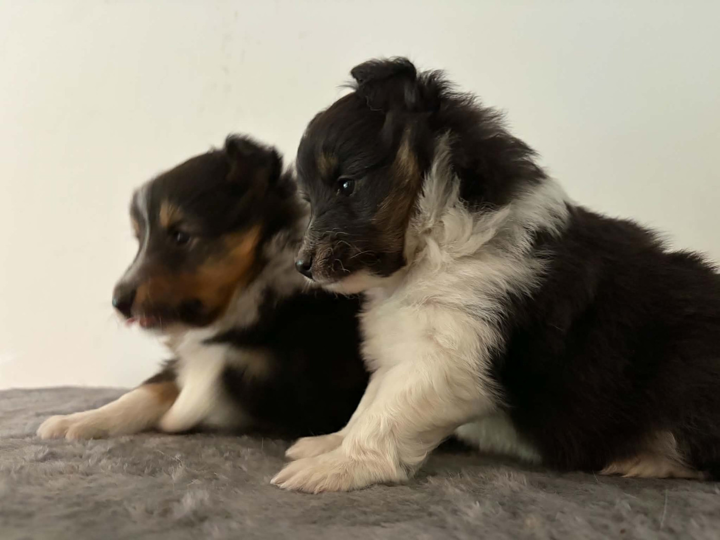 Du vent des moissons - Chiots disponibles - Shetland Sheepdog