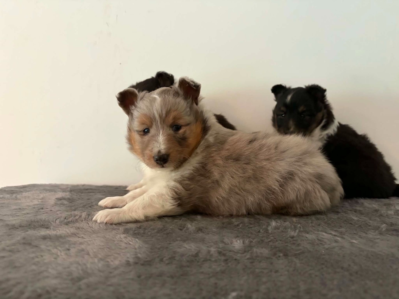 Du vent des moissons - Chiots disponibles - Shetland Sheepdog