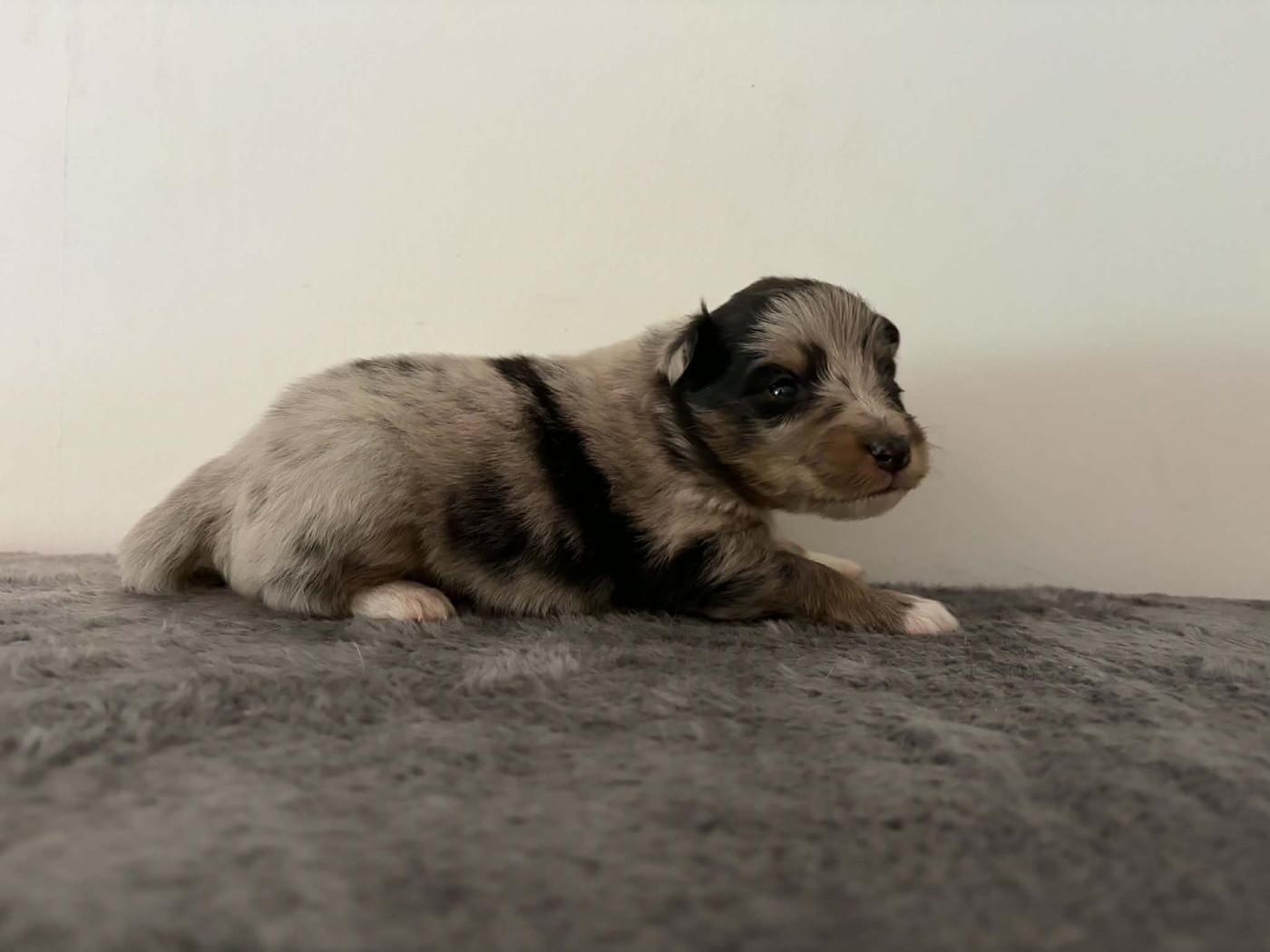 Du vent des moissons - Chiots disponibles - Shetland Sheepdog