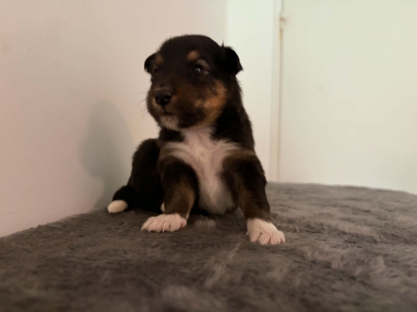 Du vent des moissons - Chiots disponibles - Shetland Sheepdog