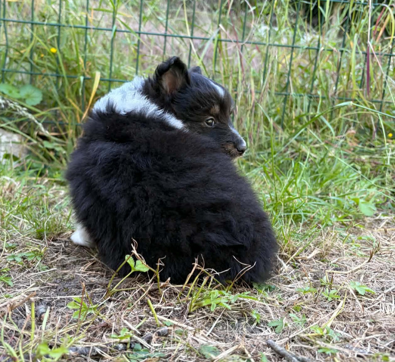 Du vent des moissons - Chiots disponibles - Shetland Sheepdog