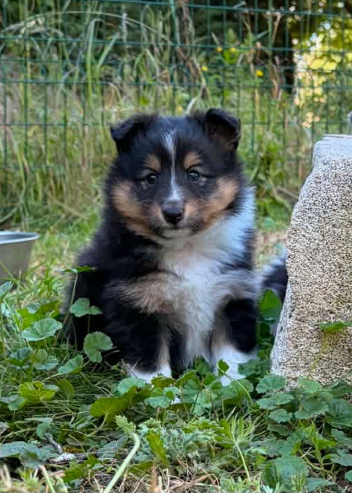 Du vent des moissons - Chiots disponibles - Shetland Sheepdog