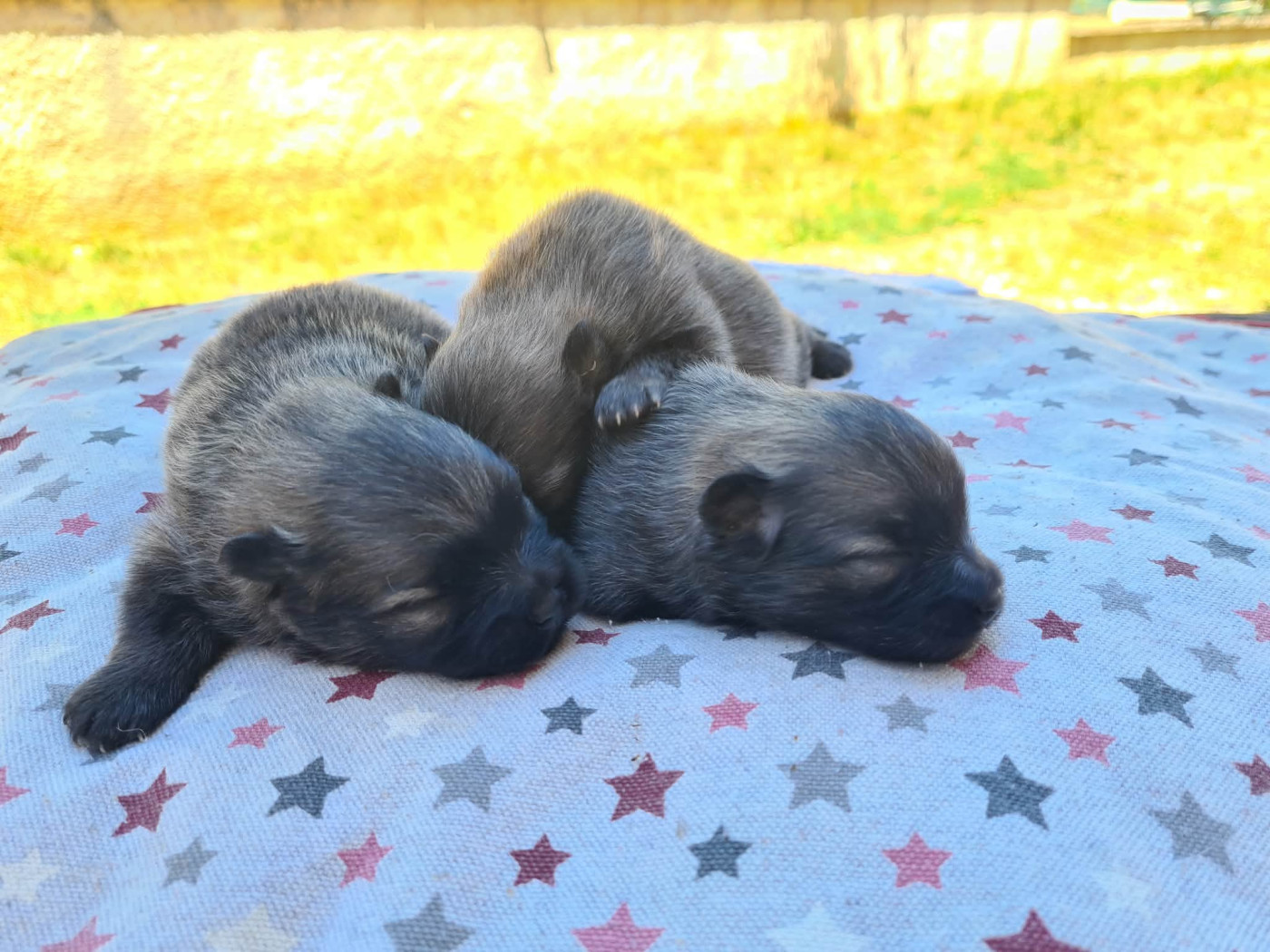 Chiot Spitz allemand Du vent des moissons