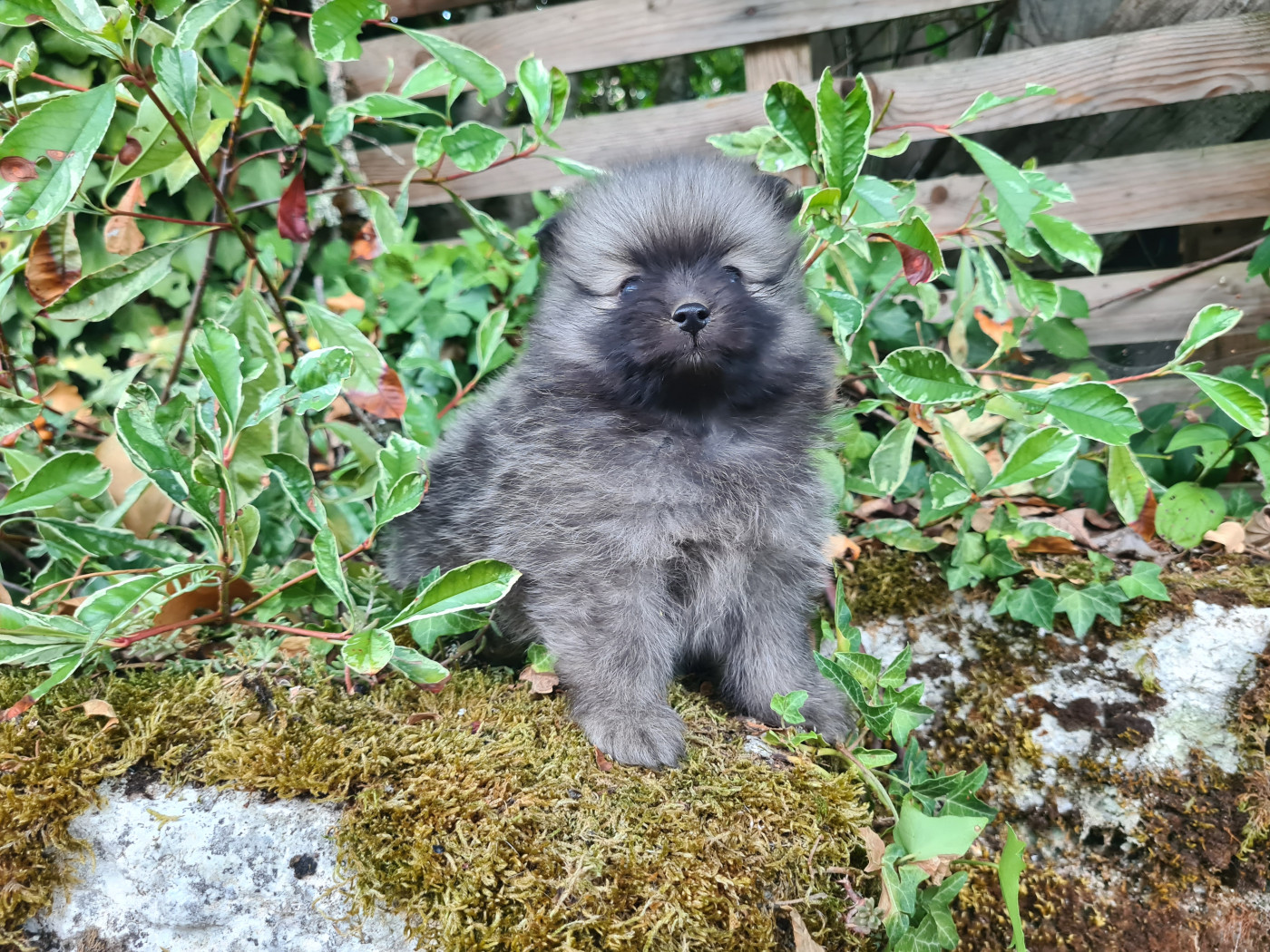 Du vent des moissons - Chiots disponibles - Spitz allemand