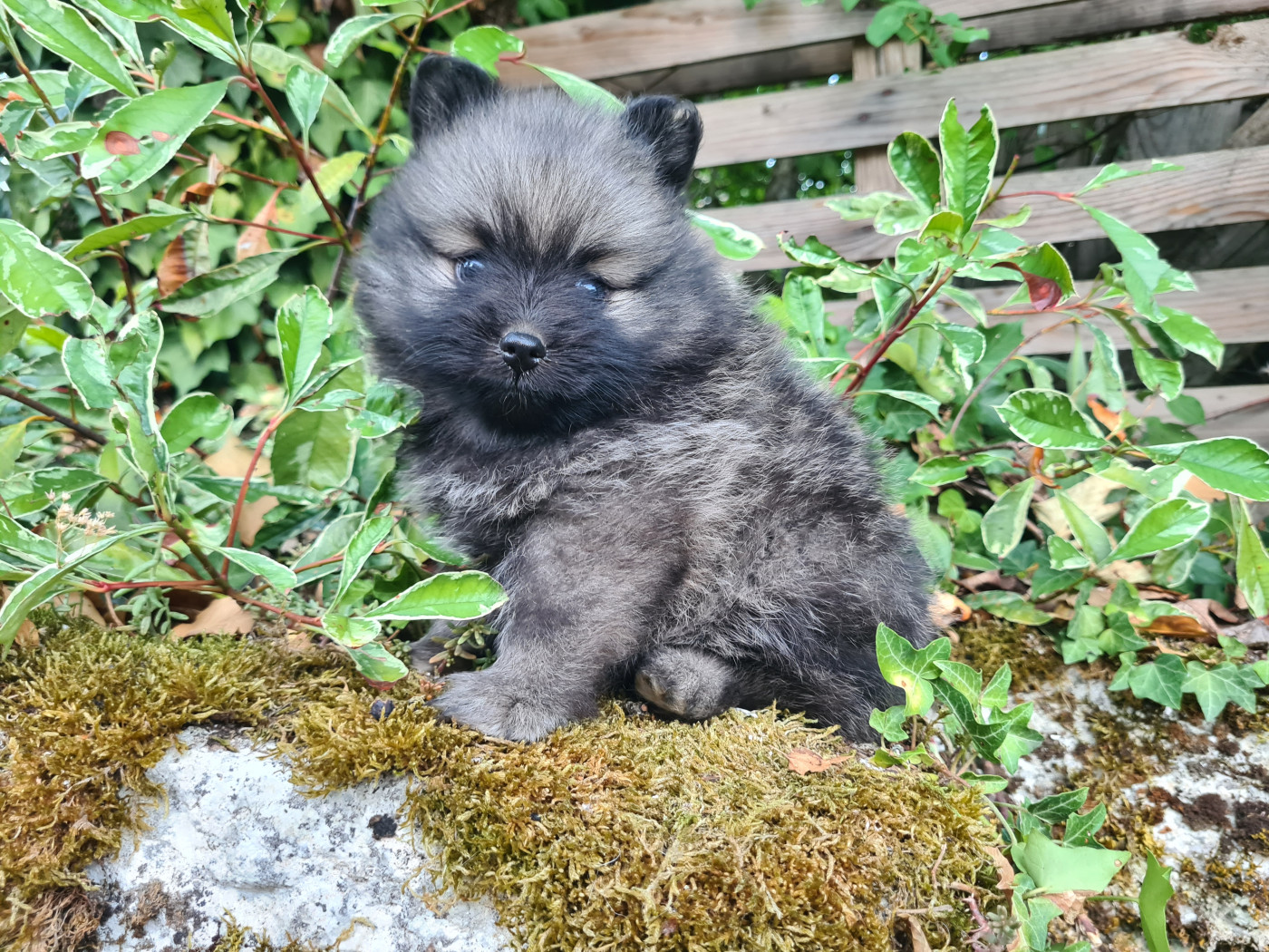 Du vent des moissons - Chiots disponibles - Spitz allemand