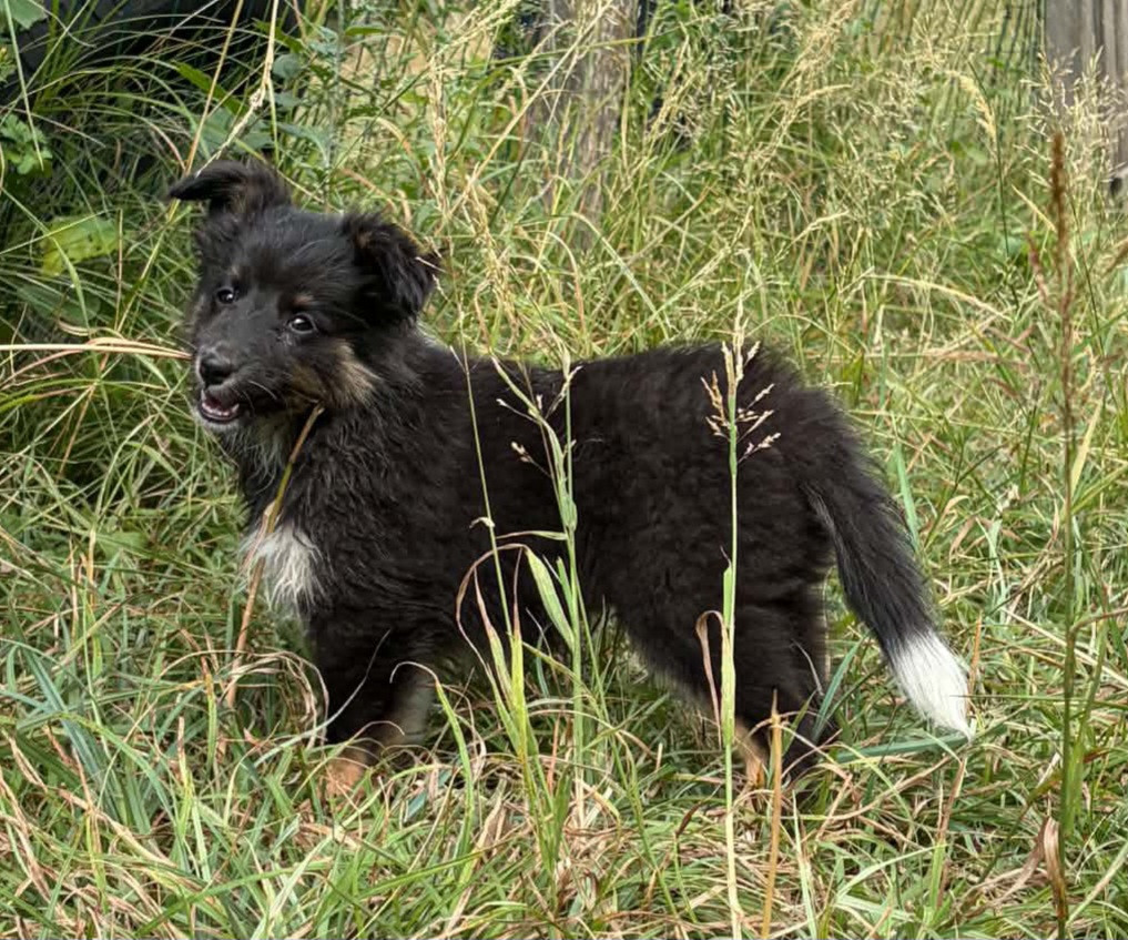 Du vent des moissons - Chiots disponibles - Shetland Sheepdog