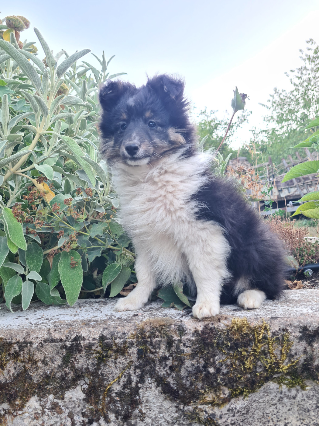 Du vent des moissons - Chiots disponibles - Shetland Sheepdog