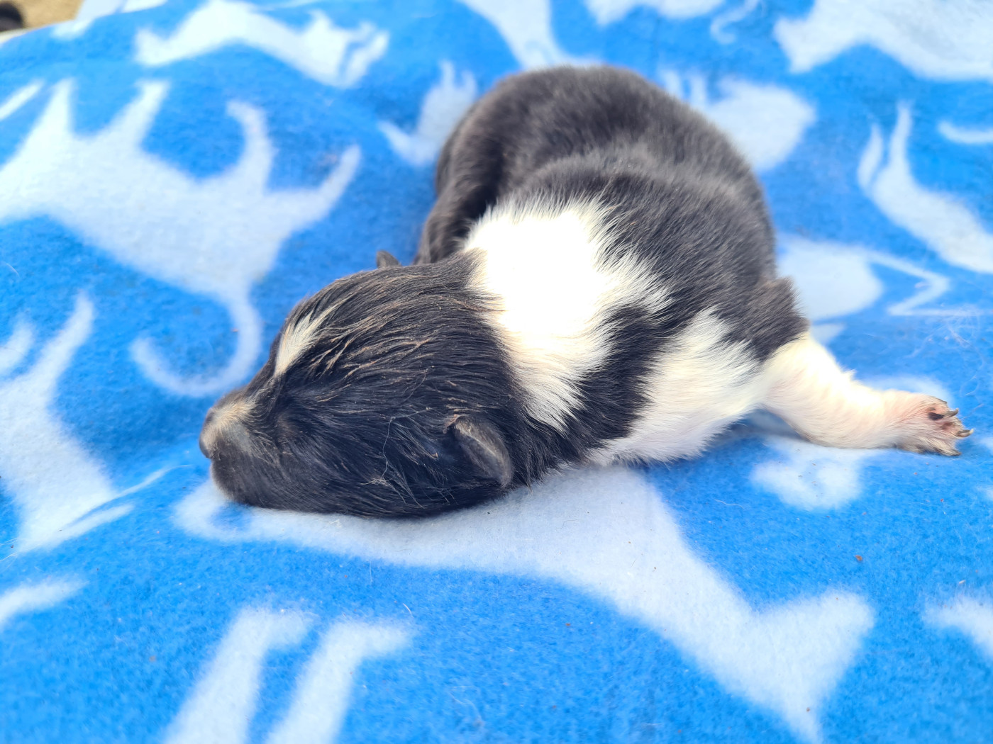 Du vent des moissons - Chiots disponibles - Shetland Sheepdog