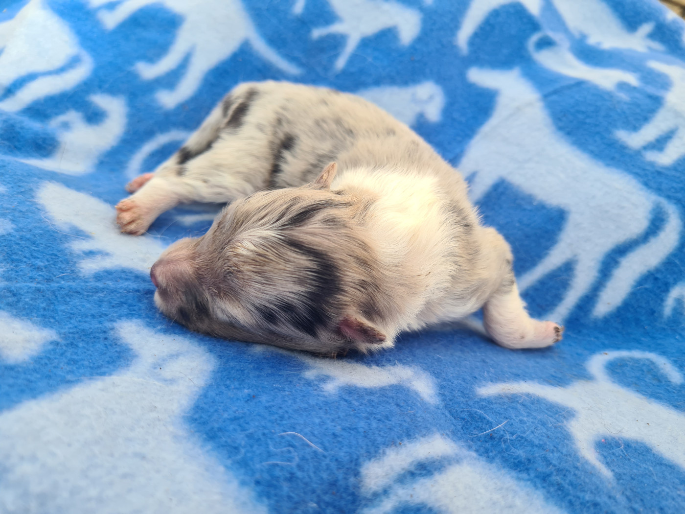 Du vent des moissons - Chiots disponibles - Shetland Sheepdog