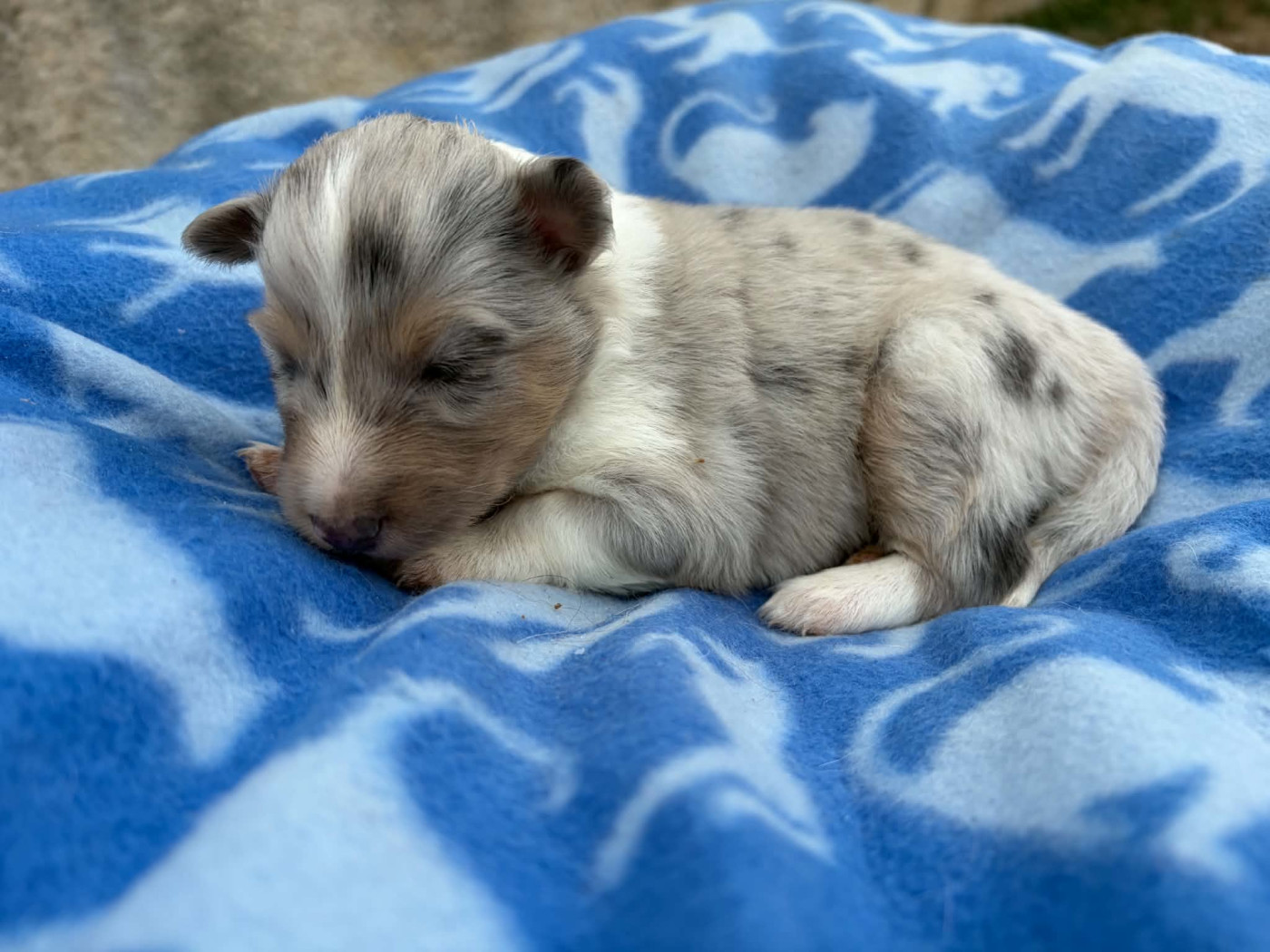 Du vent des moissons - Chiots disponibles - Shetland Sheepdog