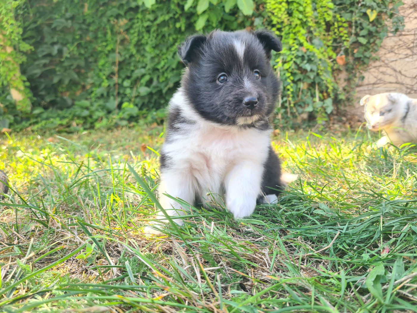 Du vent des moissons - Chiots disponibles - Shetland Sheepdog