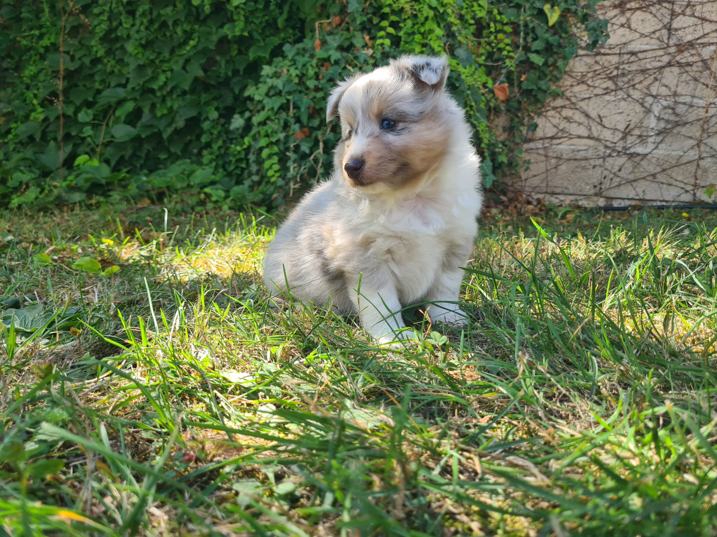 Du vent des moissons - Chiots disponibles - Shetland Sheepdog
