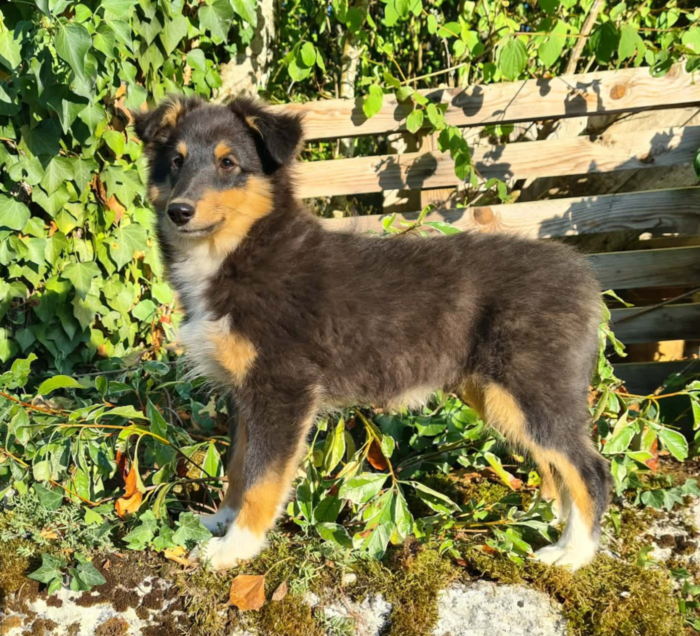 Du vent des moissons - Chiots disponibles - Shetland Sheepdog
