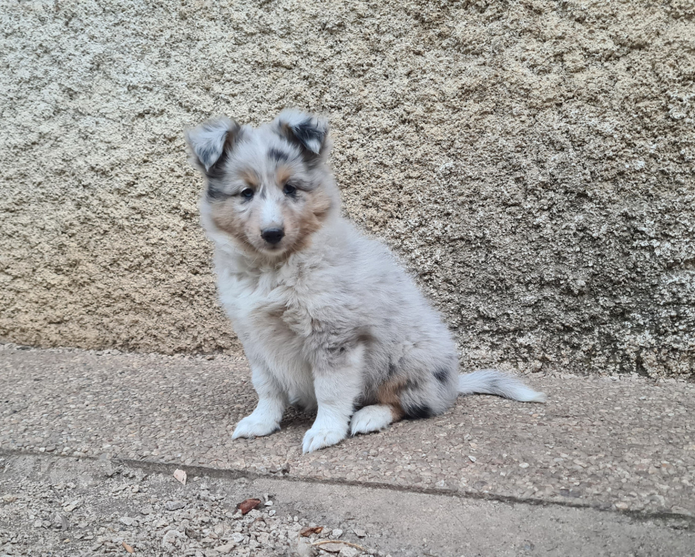 Du vent des moissons - Chiots disponibles - Shetland Sheepdog