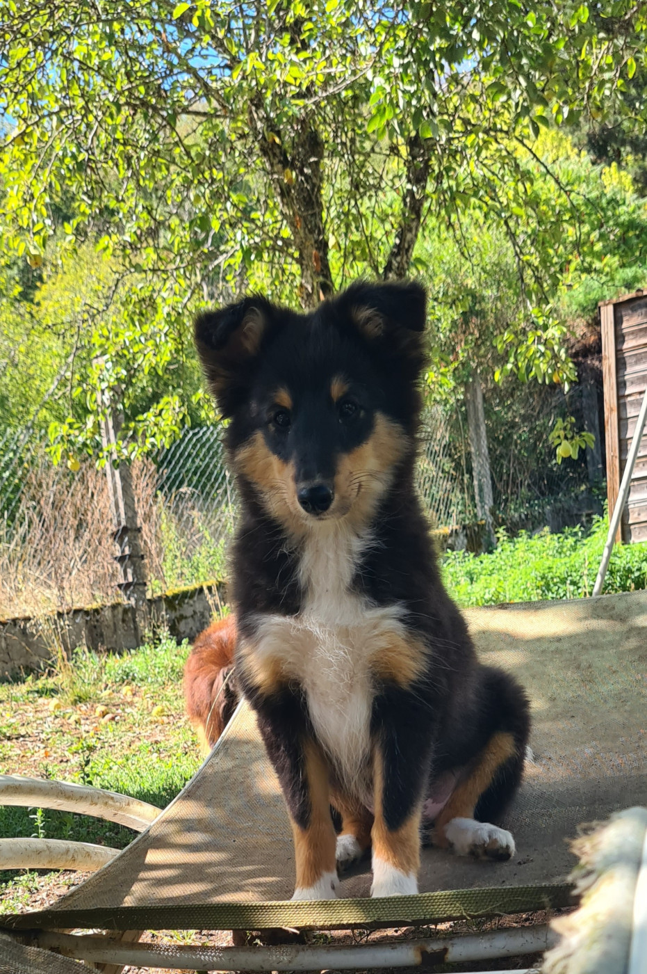 Du vent des moissons - Chiots disponibles - Shetland Sheepdog