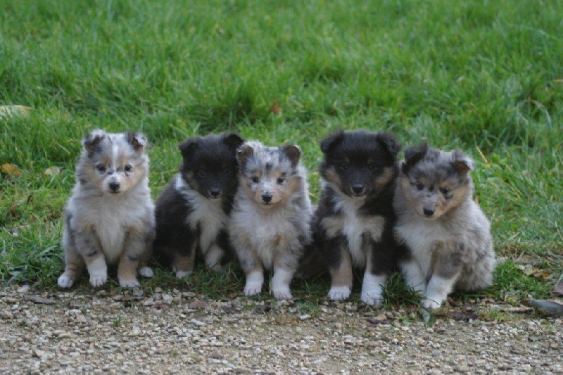Chiot Shetland Sheepdog Du vent des moissons